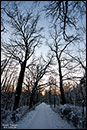 winterlicher Waldweg beim Großen Müggelsee