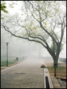 Luisenhain im Nebel