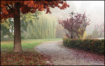 Parkweg im Nebel